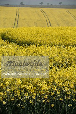 Plantes oléagineuses colza en champ, Wiltshire, Angleterre