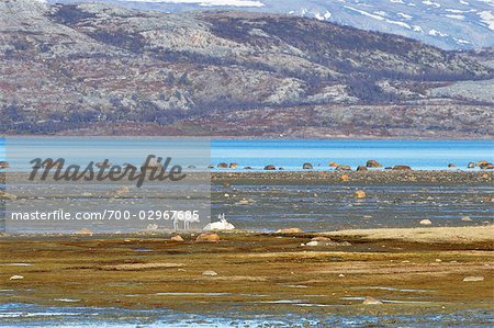 Rentier, Stabbursnes Naturschutzgebiet, Lappland, Norwegen