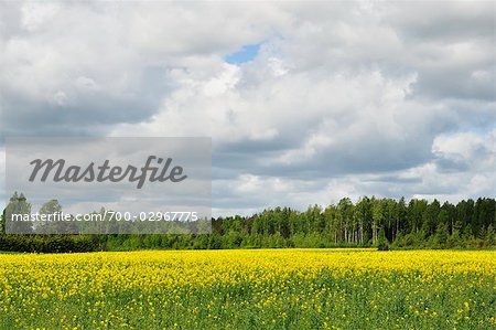 Canola Field, Varmland, Sweden
