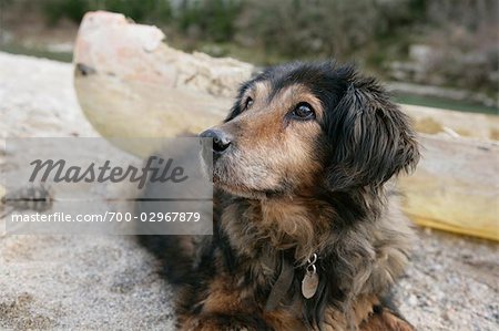 Dog von River, Ardeche, Frankreich
