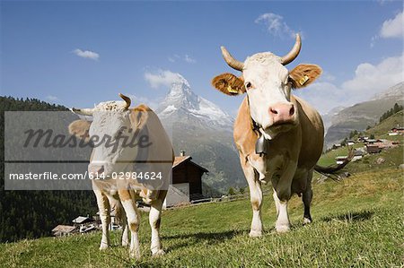 Deux vaches à flanc de colline