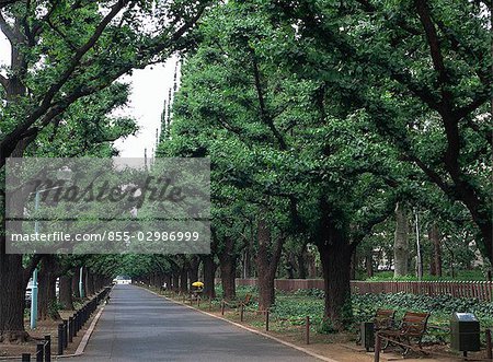 Trottoir bordé d'arbres Trottoir bordé d'arbres