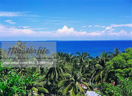 Tropical forest and Ocean, Bohol