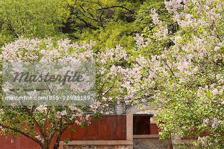 Fleurs au Temple Tanzhesi, environs de Beijing, Chine