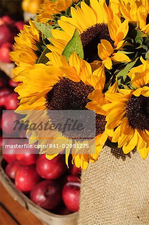 Sunflowers and apples, The Hamptons, Long Island, New York State, United States of America, North America