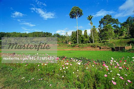 Toraja border area, Sulawesi, Indonesia, Southeast Asia, Asia