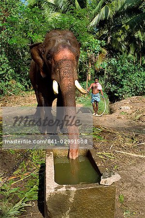 L'éléphant à boire, Punnathur Kotta éléphant Fort, cinquante éléphants, financés par les temples du logement, état du Kerala, Inde, Asie