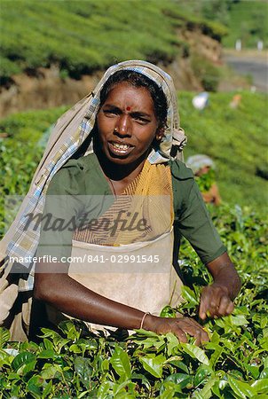 Frau Kommissionierung Tee, in der Nähe von Munnar, Westghats, Kerala, Indien