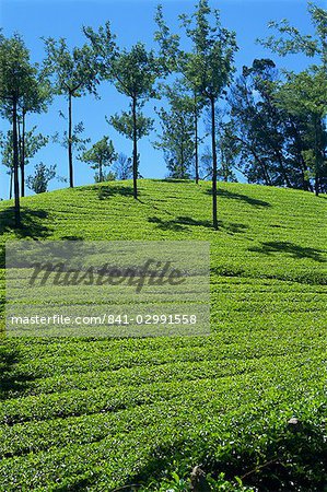 Tea country, Western Ghats near Munnar, Kerala state, India, Asia