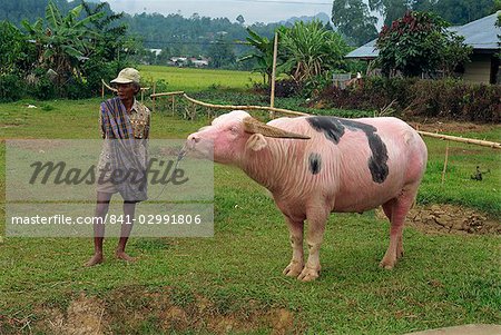 Homme avec des buffles d'eau allant au marché, Rantepao, Toraja zone, Sulawesi, en Indonésie, l'Asie du sud-est, Asie