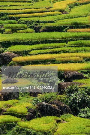 Paysage agricole du riz champs et terrasses, zone de Toraja, l'île de Sulawesi, en Indonésie, Asie du sud-est, Asie