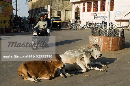 Holy cows on streets of Dungarpur, Rajasthan state, India, Asia
