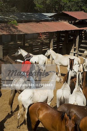 Chevaux, Hacienda Gauachipelin, près du Parc National de Rincon de la Vieja, Gaunacaste, Costa Rica