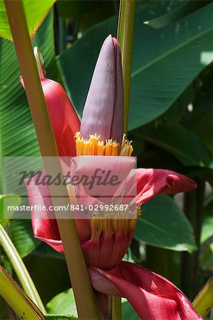 Banane Pflanze Blumen, Costa Rica, Mittelamerika