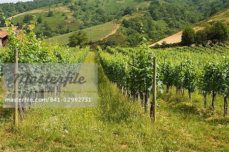 Vineyards in countryside near Saint Jean Pied de Port (St.-Jean-Pied-de-Port), Basque country, Pyrenees-Atlantiques, Aquitaine, France, Europe