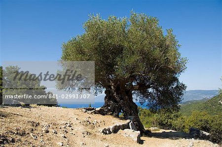 Très vieil olivier, Kefalonia (Céphalonie), îles Ioniennes, Grèce, Europe