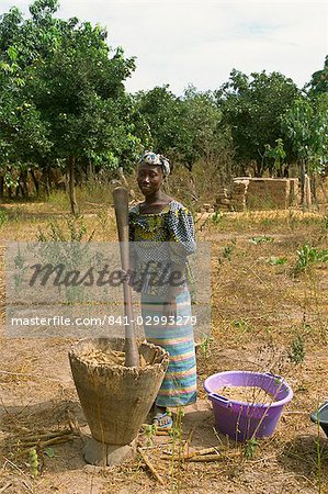 Battant millet pour farine, près de Banjul, en Gambie, Afrique de l'Ouest, Afrique