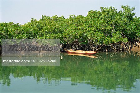 Harvesting oysters from mangroves near Makasutu, Gambia, West Africa, Africa