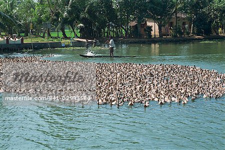 Ducks being herded on a backwater, Kerala state, India, Asia