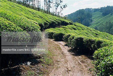 Tea estate near Munnar, Kerala state, India, Asia