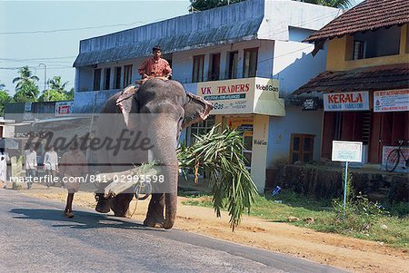 Éléphant marche sur la route, le Kerala État, Inde, Asie