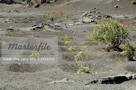 La végétation gowing bien dans le sol fertile de la caldeira volcanique, Fogo (feu), îles du Cap-vert, Afrique