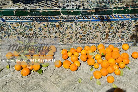 Oranges mûres retirés des arbres dans les jardins de l'Alcazar Real, le quartier de Santa Cruz, Séville, Andalousie (Andalucia), Espagne, Europe