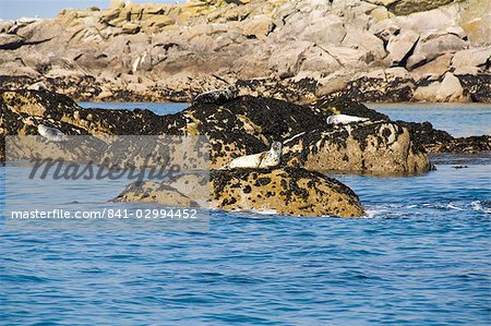 Seals, Eastern Rocks, Isles of Scilly, off Cornwall, United Kingdom, Europe