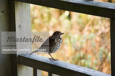 Thrush, Bryer (Bryher), Isles of Scilly, off Cornwall, United Kingdom, Europe