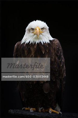 Close-Up of Bald Eagle