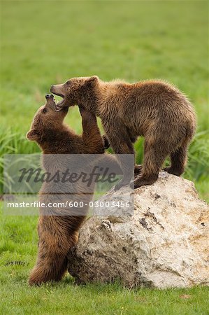 Brown Bear Cubs spielen