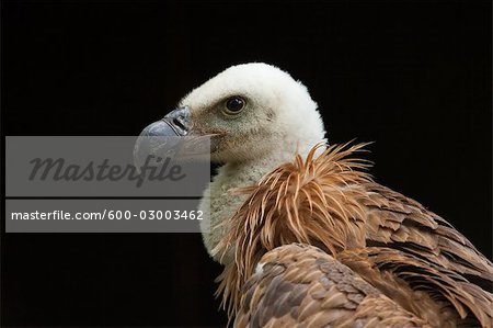 Portrait of Young Griffon Vulture