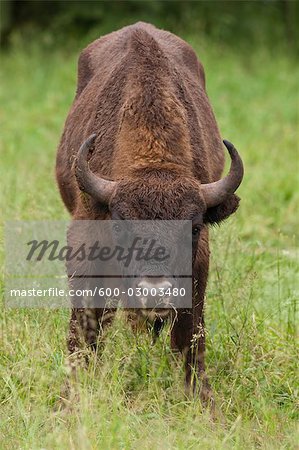 European Bison