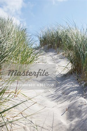 Path in Sand, Vorupoer, Jylland, Denmark