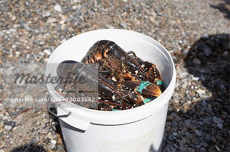 Fresh Lobsters in Bucket, Klittmoller, Nordjylland, Jutland, Denmark