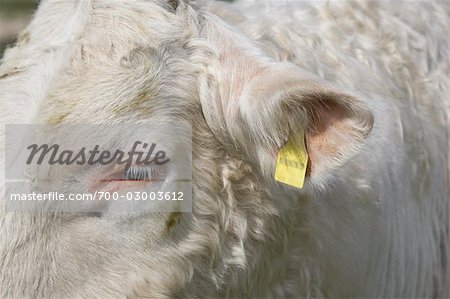 Gros plan d'oreille Tag sur oreille de vache