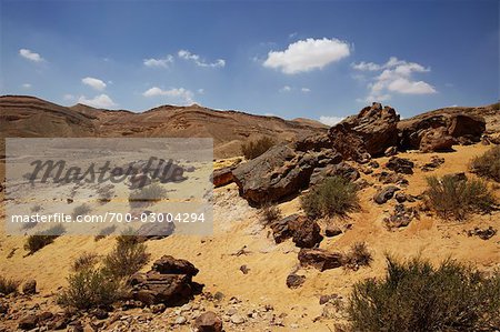Petrified Tree in the Desert, Israel