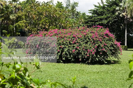 Azalée Bush, Sir Seewoosagur Ramgoolam Botanical Gardens, Ile Maurice