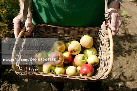 Man showing basket of apples at harvest