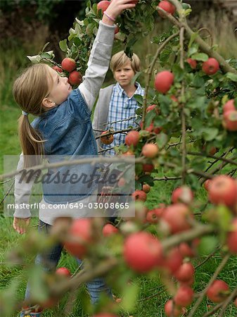 Girl picking apples while boy watches