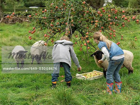 Girl and boy picking apples with sheep