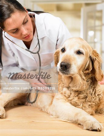 Veterinarian with dog