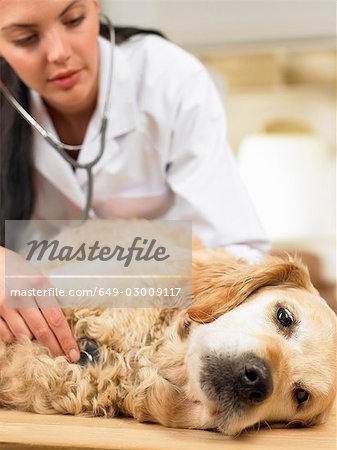 Veterinarian with dog