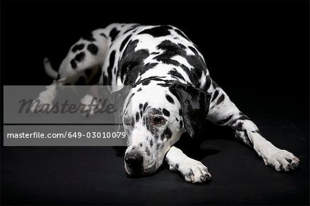 Adulte dalmatien mâle située dans studio