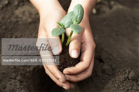 Enfant de plantation des semis de concombre