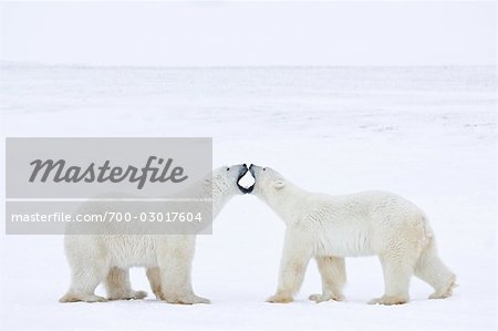 Polar Bears Sparring, Churchill, Manitoba, Canada