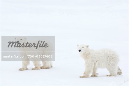 Polar Bear Cubs, Churchill, Manitoba, Canada