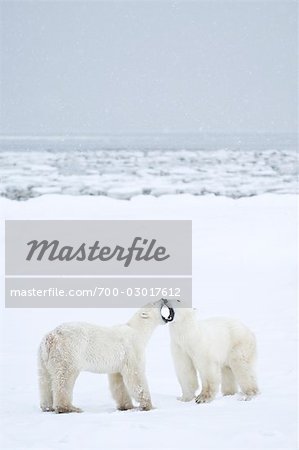 Ours polaires combats, Churchill, Manitoba, Canada