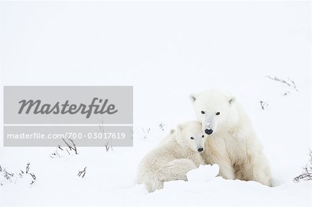 Mère et jeunes ours polaire, Churchill, Manitoba, Canada