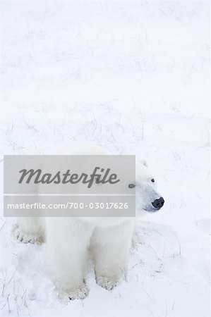 Jeune ours polaire assis dans la neige, Churchill, Manitoba, Canada